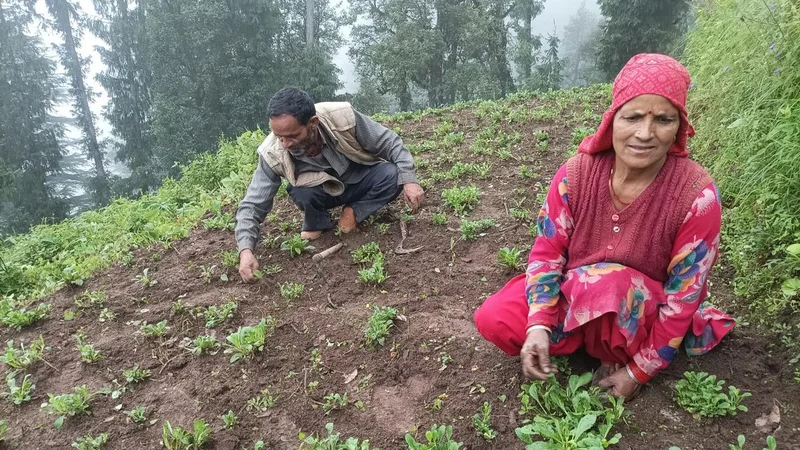 Himachal farmers pioneer sustainable cultivation of endangered Himalayan herb ‘Kutki’