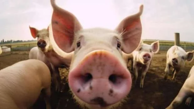 Cebu City requires ASF clearances for hog, pork shipments entering city