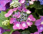 Heatwaves putting hydrangeas at risk in south of England, RHS warns