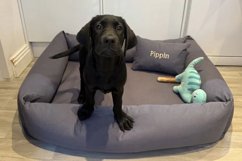 12 best dog beds to comfort and support canines of all sizes