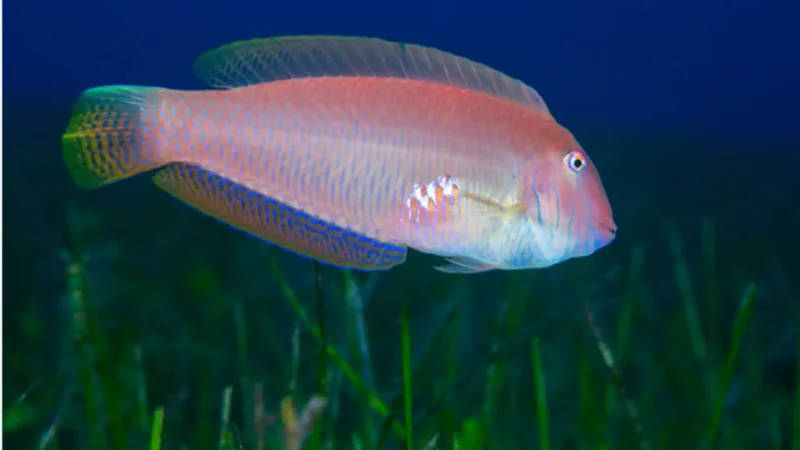These fish are born female, become male, and fishing may be changing them