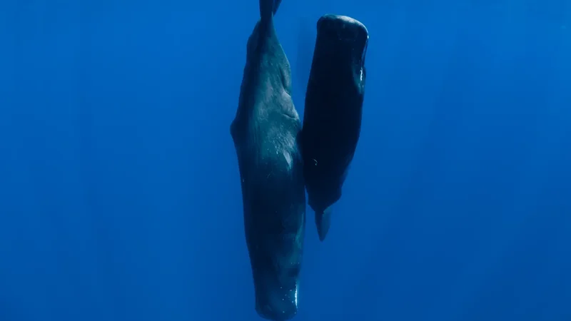 Sperm whales blow bubbles to help them nap