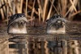 River Otters Are Drowning Brown Pelicans at Point Reyes &mdash; and the Birds May Finally Be Catching On