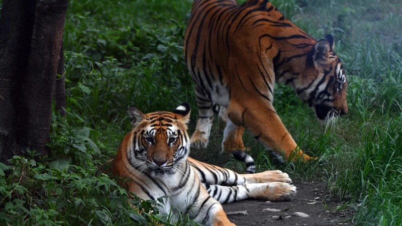 Nepal's tiger numbers climb 20 percent to estimated 429: survey