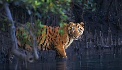 Mangroves Are Key to Coastal Ecosystems. See 20 Breathtaking Photos That Reveal How the Trees Support Wildlife and Face Threats