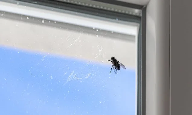 Brace yourself for a fly invasion! Scientist warns Britain's disappearing wasps may trigger a summer pest explosion