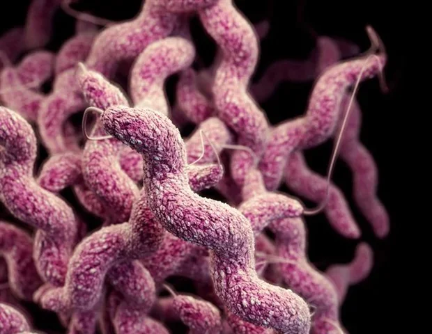 Industrial chicken farming drives evolution of foodborne bacteria strains