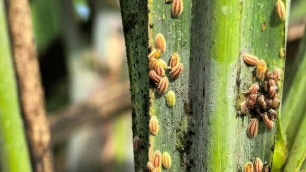 Cash payout kicks off aid to Negros farmers hit by sugarcane pest