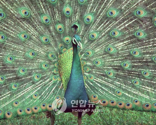 Guesthouse owner fined 3 mln won over peacock attack
