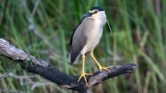 Rare night heron spotted at National Trust site