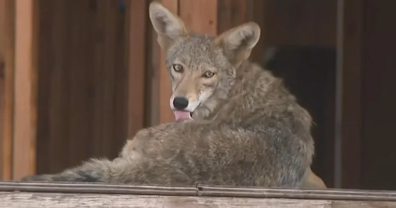 Pack of coyotes moves into condo construction site in Los Angeles