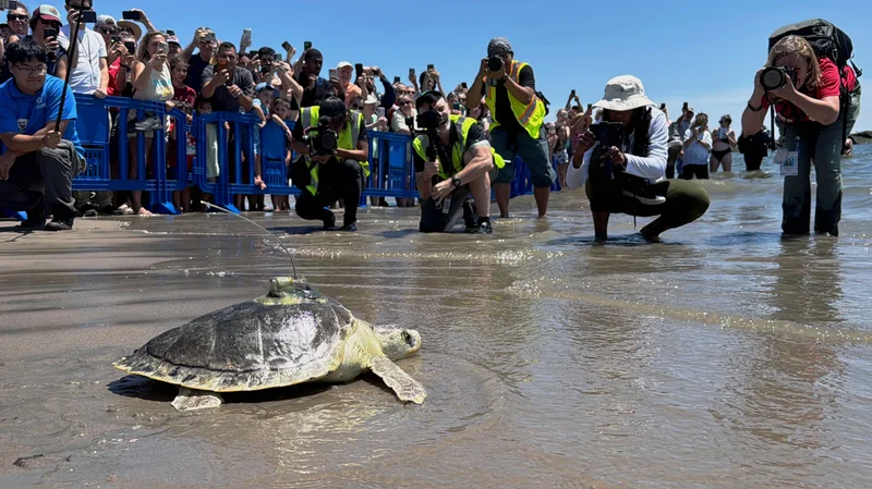 Pancake the rescued sea turtle released on Coney Island beach