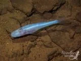 A New Eyeless &ldquo;Demon&rdquo; Cavefish Species Lurked Undetected in an Alabama Cave for Decades