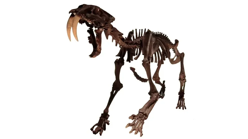 Spines of saber-toothed cats tell a tale of the doomed species