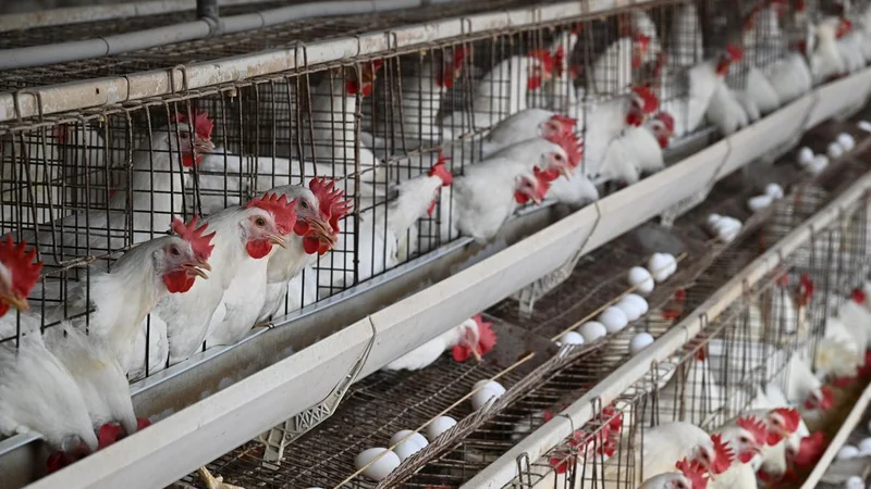 Sale of chicken to be suspended in Tamil Nadu from July 31: Federation