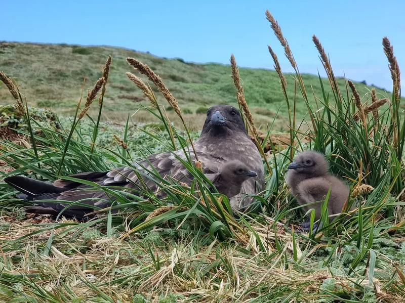 Marion Island’s brown skuas defy scientists after landmark cat eradication