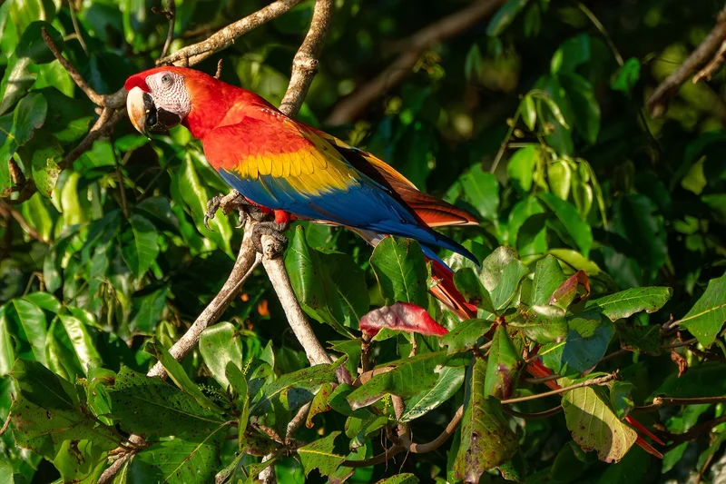 Ancestral Foods Guanacaste Face Extinction in Costa Rica
