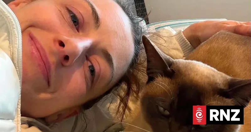 Cat stuck inside Wellington Uber's engine bay for several trips