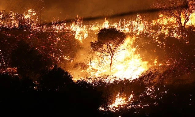 Arsonists used stray cats as fire-starters during Italy's wildfire emergency, police say