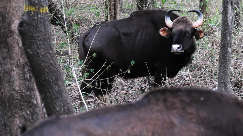 Bison kills 68-year-old at Kulathupuzha in Kerala