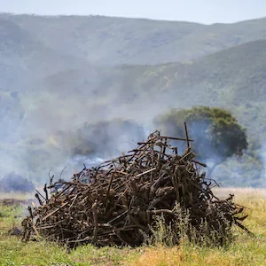 California wine glut forces growers to rip up pinot noir vines