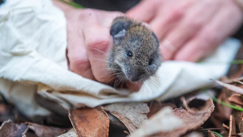 Ambushes, conscripts and amphibious assault: The guerilla war in Sydney’s backyard