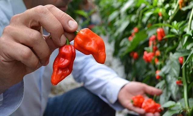 Tesco and Sainsbury's sound alarm over food supplies after heatwaves and wildfires in Europe
