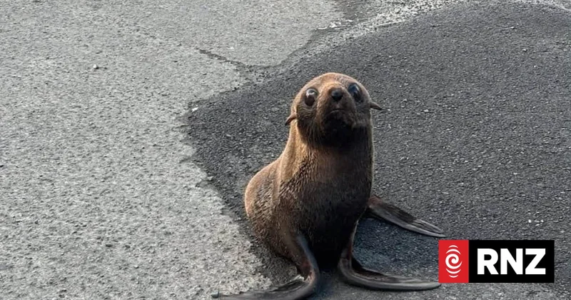 Police officers rescue seal pup wandering through South Auckland suburb