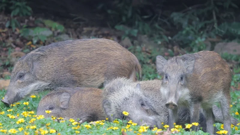 Hong Kong’s wild boar population halves under capture-and-kill strategy