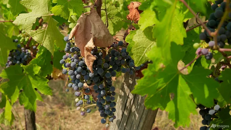 French, Italian winegrowers face earliest ever harvest