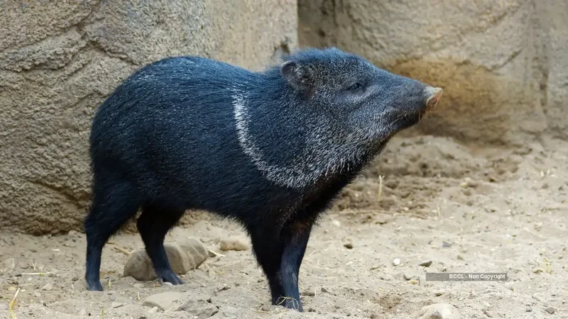 Peccaries vanished from Uruguay. A 17-year effort brought them back