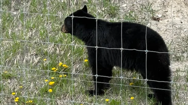 Fatal black bear attacks are extremely rare despite recent killings in Saskatchewan, experts say