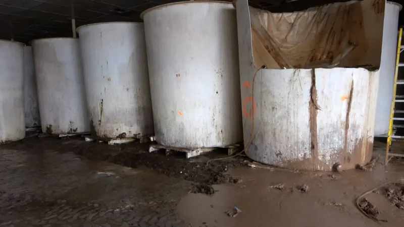 Here’s what’s inside abandoned vats of fish sauce in St. Mary’s, N.L.