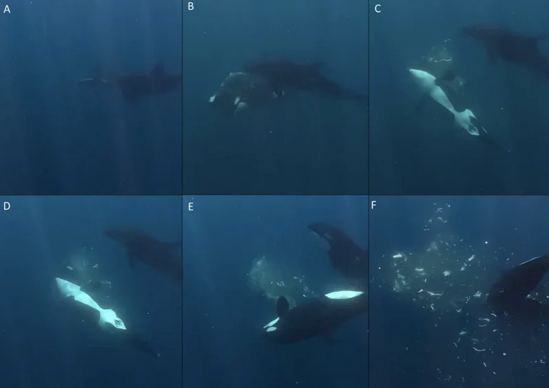 Orcas Explode Fish Into Confetti, Possibly for Fun, In ‘Astounding’ New Video