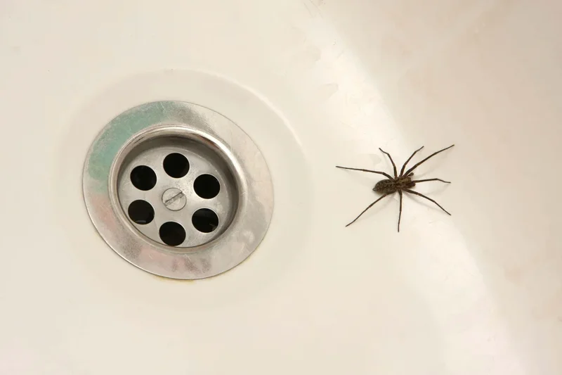 The eight best tips to get rid of spiders and flies from your home