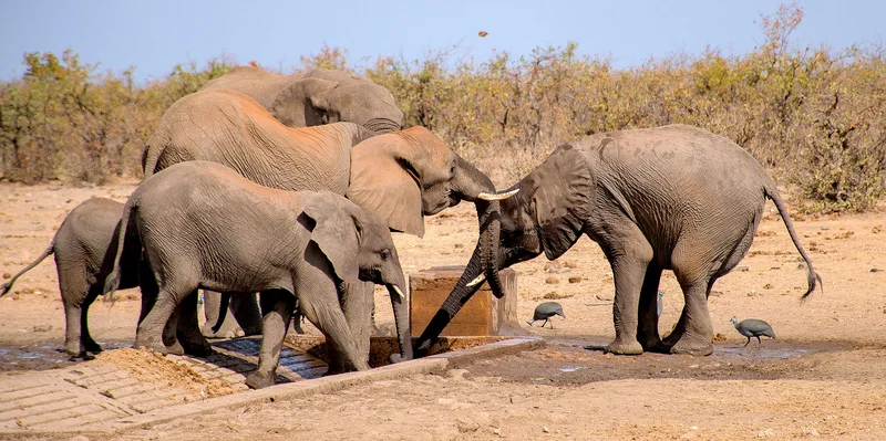 WILDLIFE CONSERVATION: The 951 elephant deaths in Kruger — why the numbers demand perspective, not outrage