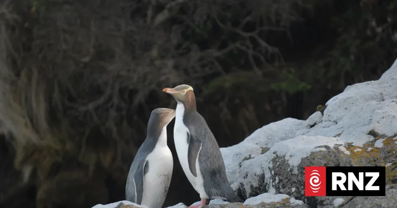 Protection for hoiho around Otago Peninsula to be made permanent
