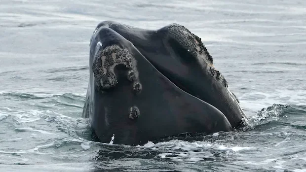 Internal DFO memo warns Trump-backed bill threatens right whale survival