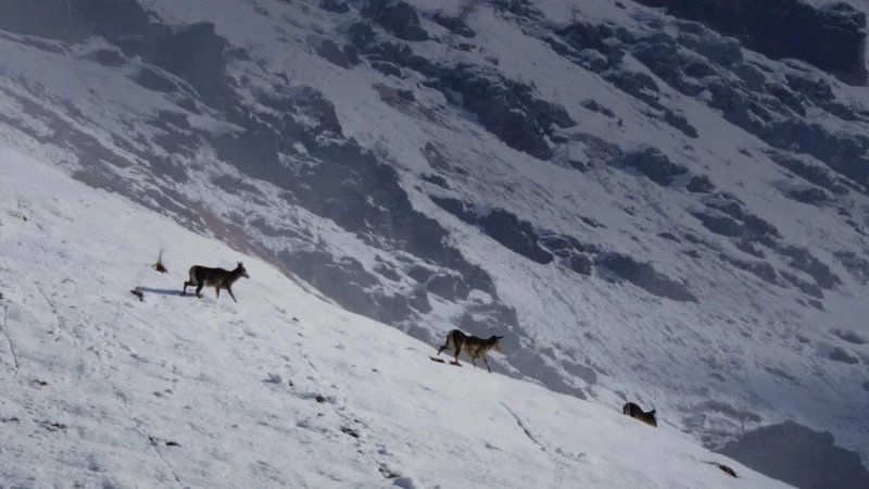 Inside ‘Wild Kashmir’, a documentary taking viewers on an immersive journey into Dachigam National Park