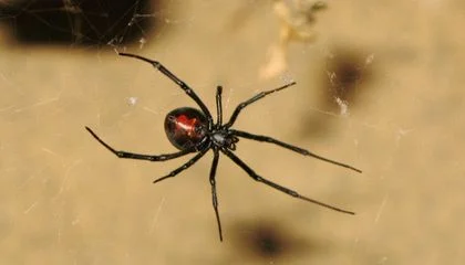 Here's Why These Male Spiders Sacrifice Themselves by Somersaulting Into Females' Fangs While Mating