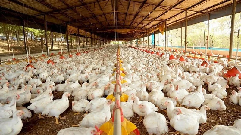 ‘Sravana Masam’ leads to drop in poultry, fish trade across Chittoor district