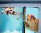Hundreds of sea turtles are stranded in Cape Cod each year. An ‘amazing network’ has mobilized to help
