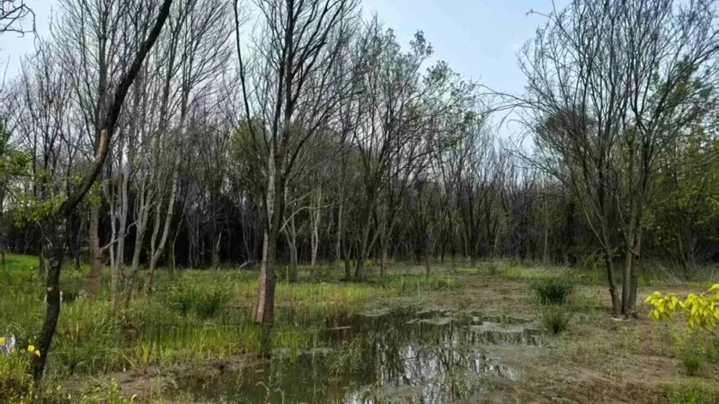 Beijing’s tree die-off reveals hidden risks of rapid underground water recovery
