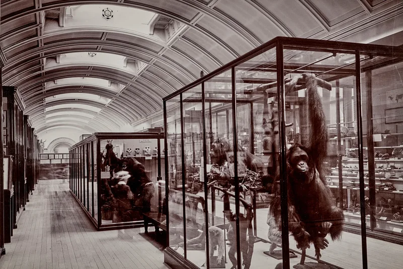 Hidden gallery at National History Museum to reopen for first time since Second World War