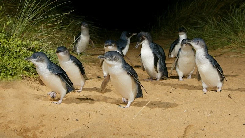 Bird flu kills Phillip Island penguin as toll mounts in Victoria
