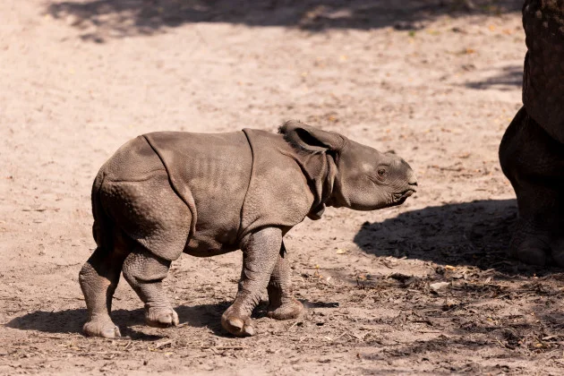 Fota Wildlife Park seeks public’s help in naming only the second Indian rhino born in Ireland