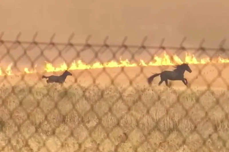 Horses run for lives as Greece wildfire closes in behind them