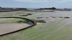 Heat and farming changes stop sea lettuce growth