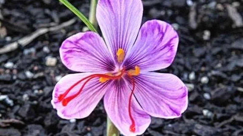 Spices Board exploring feasibility of indoor saffron farming in Kerala