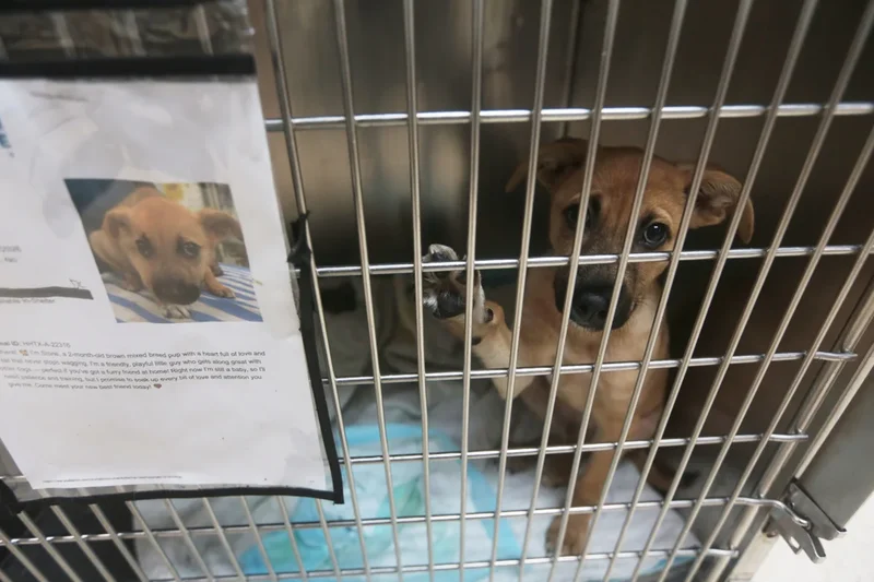 Texas dogs and cats face euthanasia as flesh-eating parasite halts adoptions